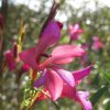 3092_AlgarveHinterl
